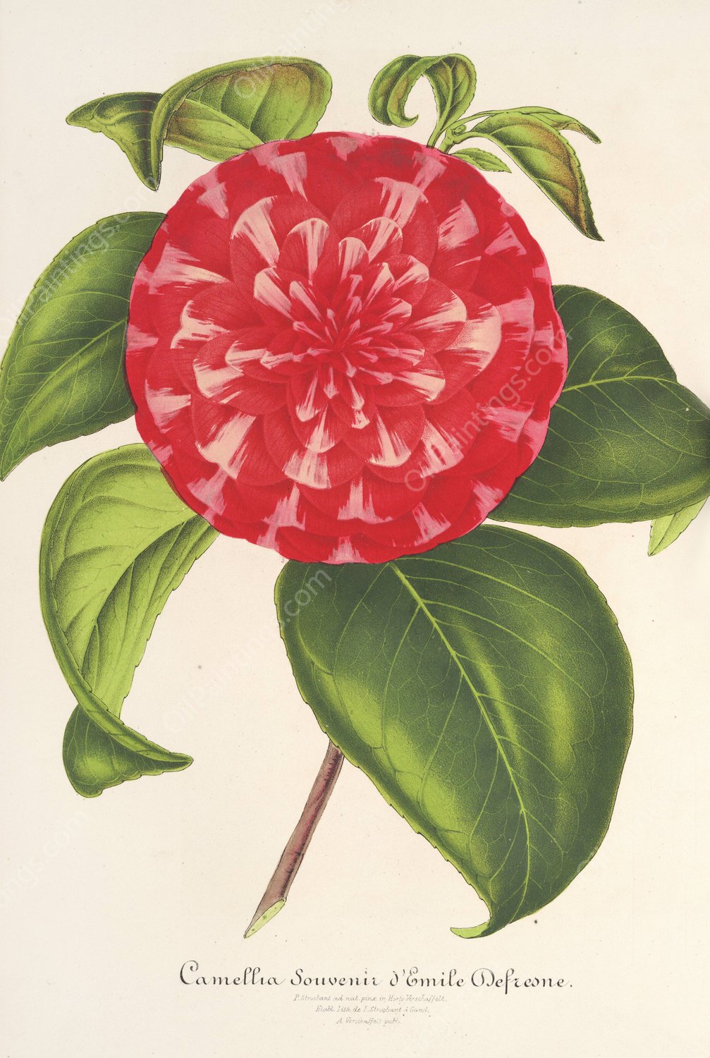 Camellia Souvenir d'Emile Defresne  by Charles Antoine Lemaire - Hand-Painted Oil Painting Reproduction