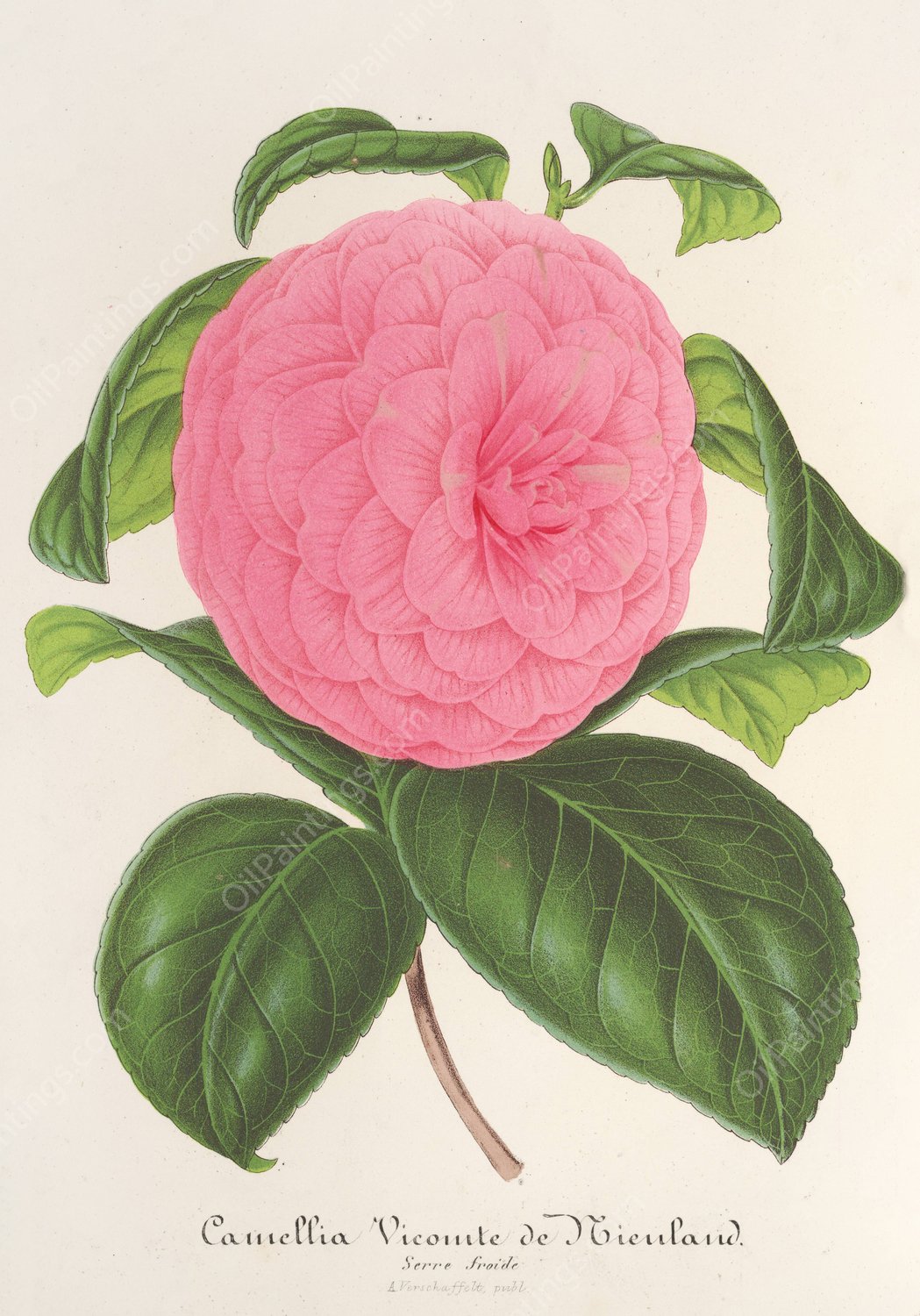 Camellia Vicomte de Nieuland  by Charles Antoine Lemaire - Hand-Painted Oil Painting Reproduction