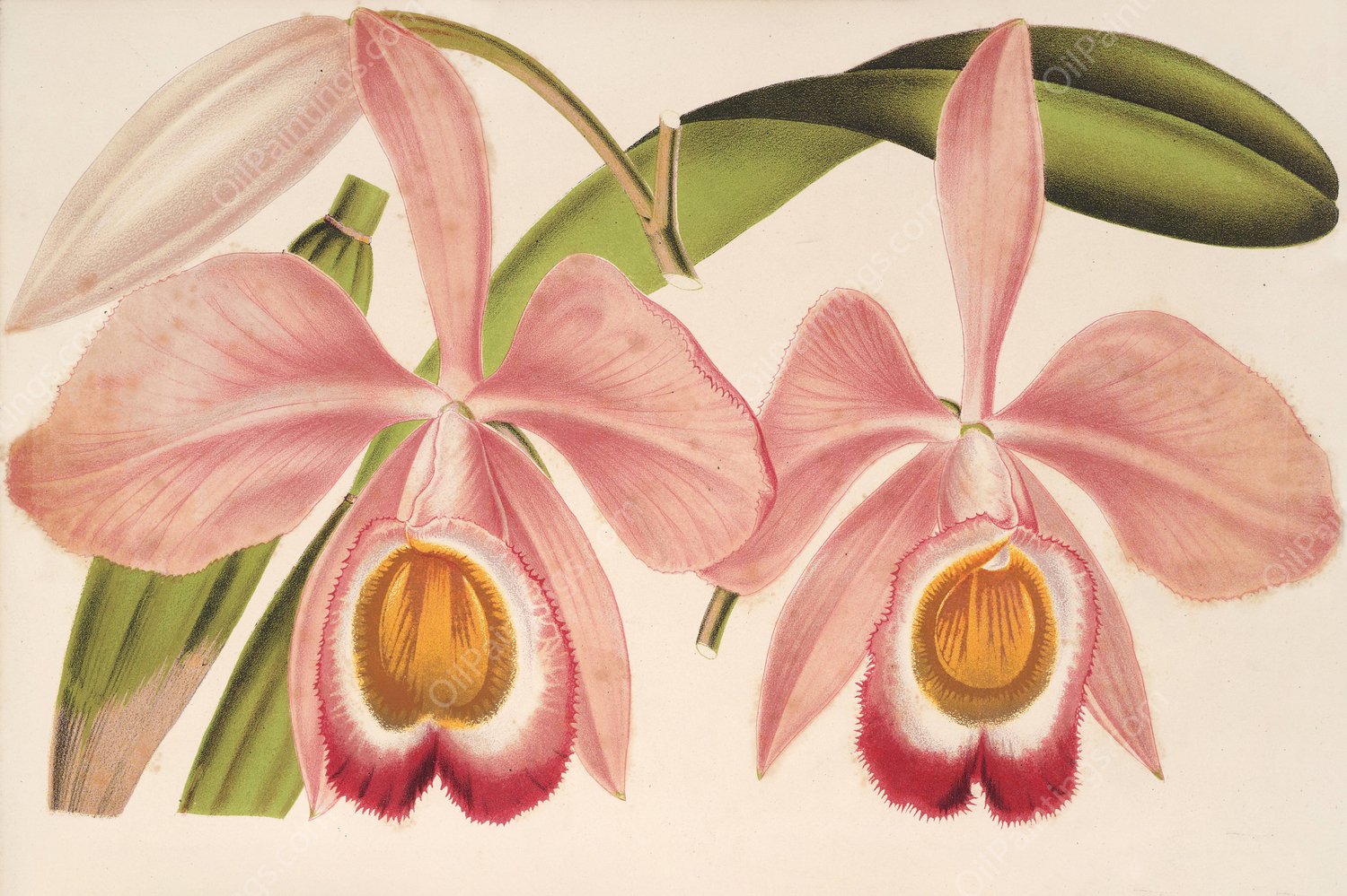 Cattleya Eldorado splendens  by Charles Antoine Lemaire - Hand-Painted Oil Painting Reproduction
