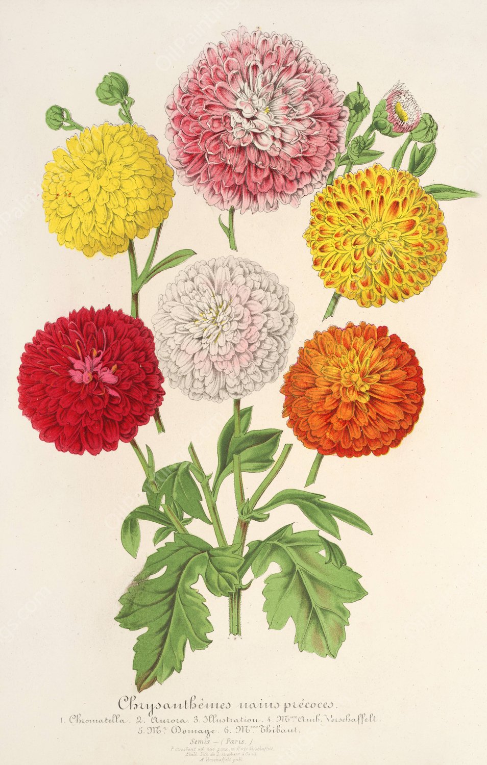 Chrysanthemes  by Charles Antoine Lemaire - Hand-Painted Oil Painting Reproduction