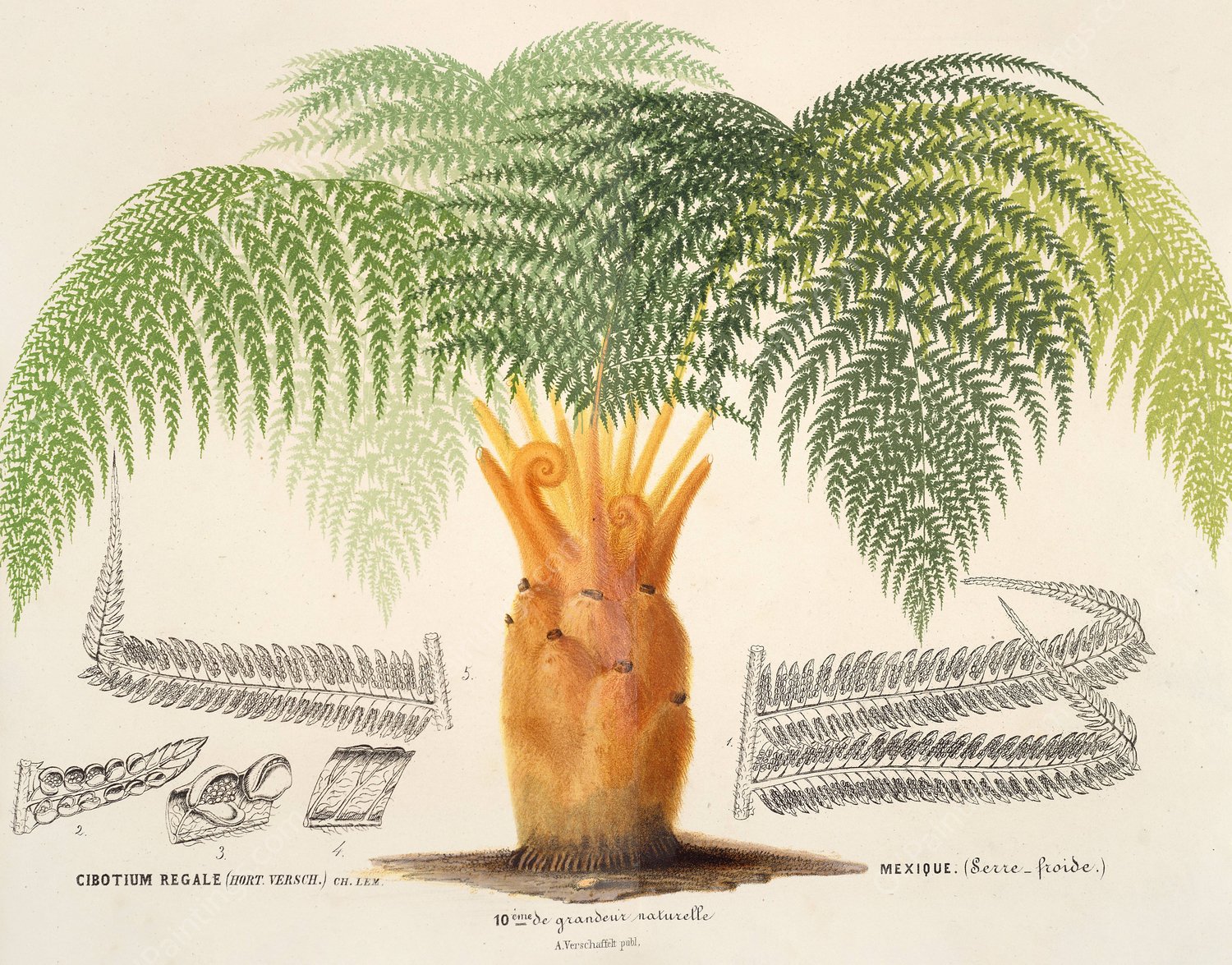 Cibotium regale  by Charles Antoine Lemaire - Hand-Painted Oil Painting Reproduction
