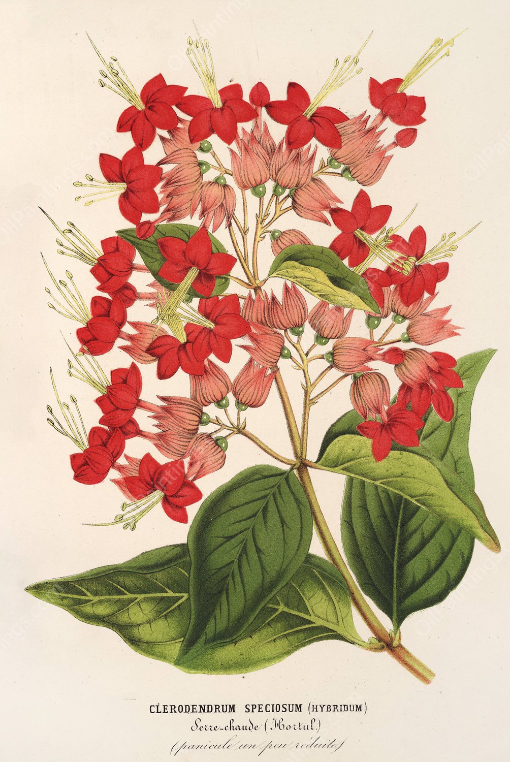 Clerodendrum speciosum  by Charles Antoine Lemaire - Hand-Painted Oil Painting Reproduction