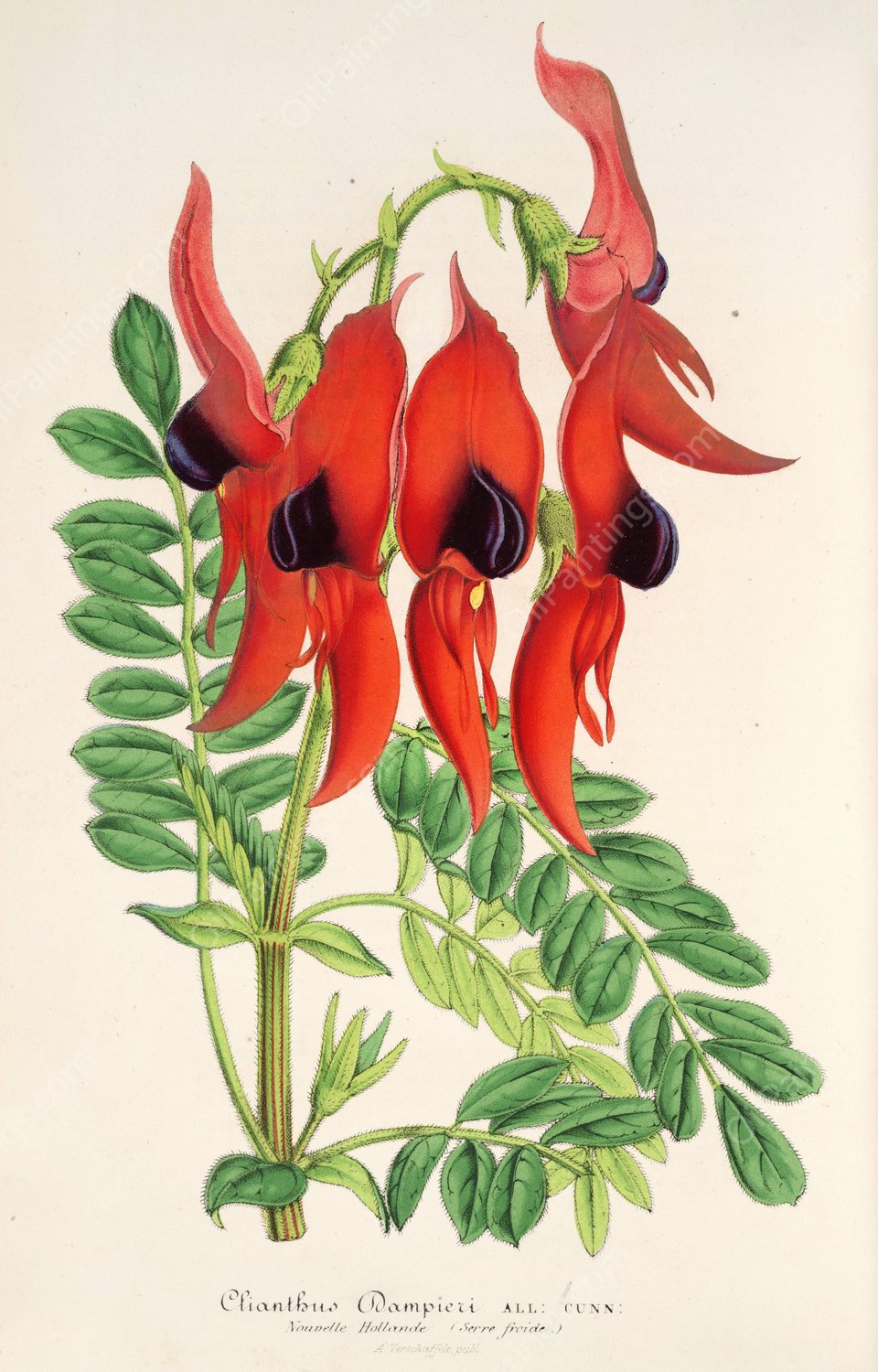 Clianthus Dampieri  by Charles Antoine Lemaire - Hand-Painted Oil Painting Reproduction