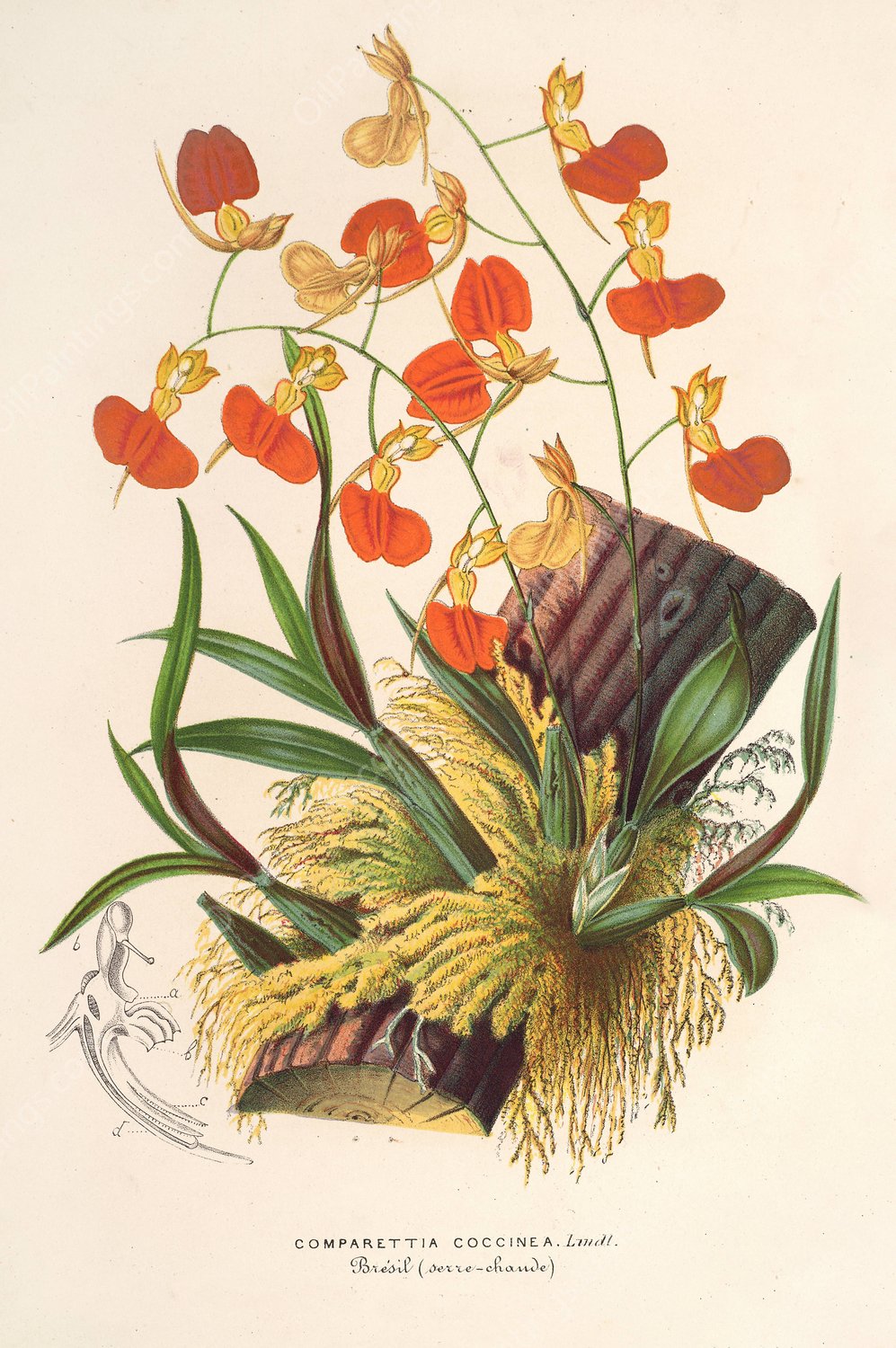 Comparettia coccinea  by Charles Antoine Lemaire - Hand-Painted Oil Painting Reproduction