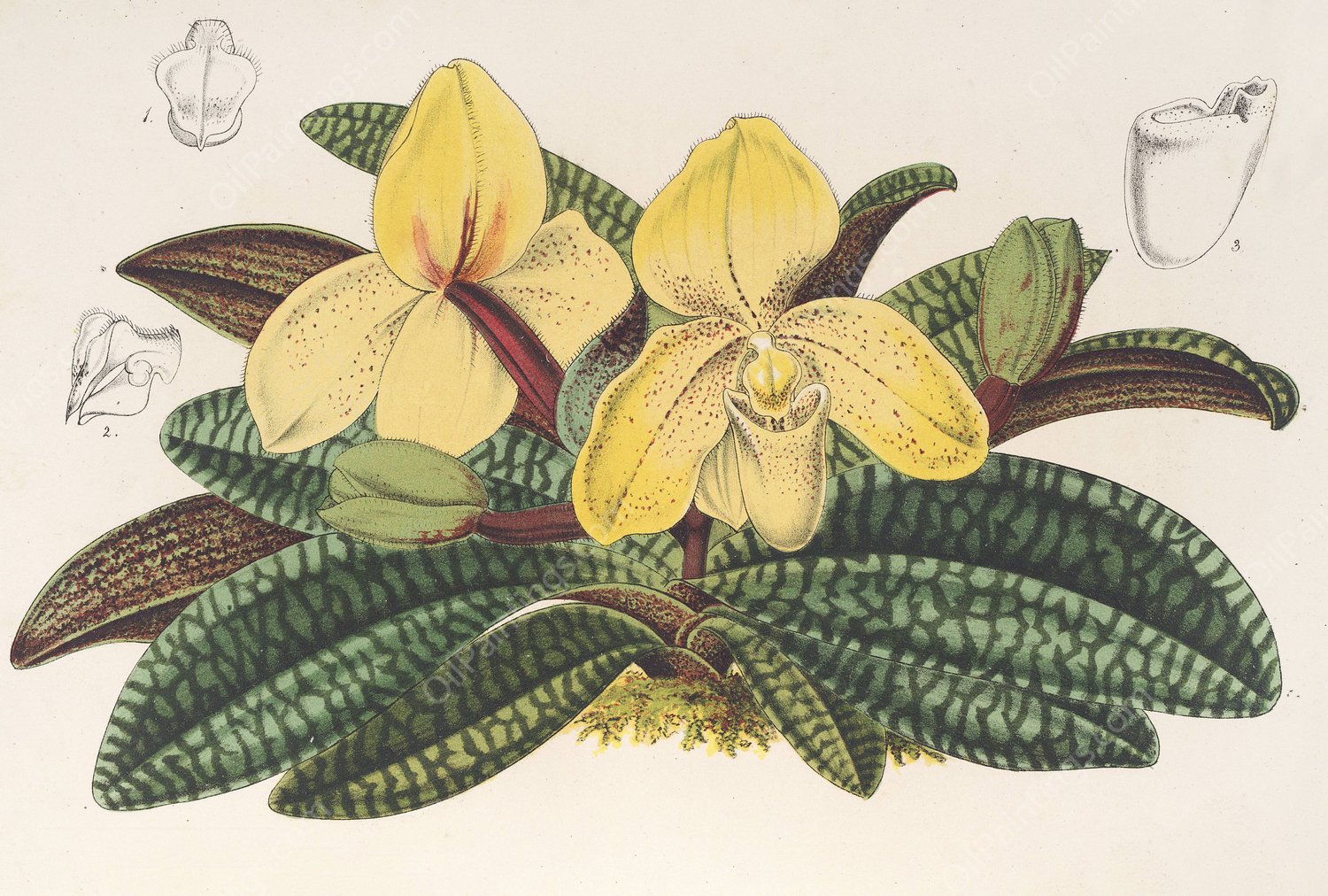 Cypripedium concolor  by Charles Antoine Lemaire - Hand-Painted Oil Painting Reproduction