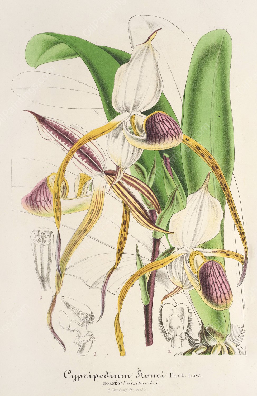 Cypripedium Stonei  by Charles Antoine Lemaire - Hand-Painted Oil Painting Reproduction