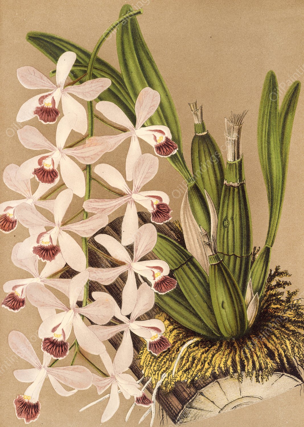 Epidendrum conspicuum  by Charles Antoine Lemaire - Hand-Painted Oil Painting Reproduction