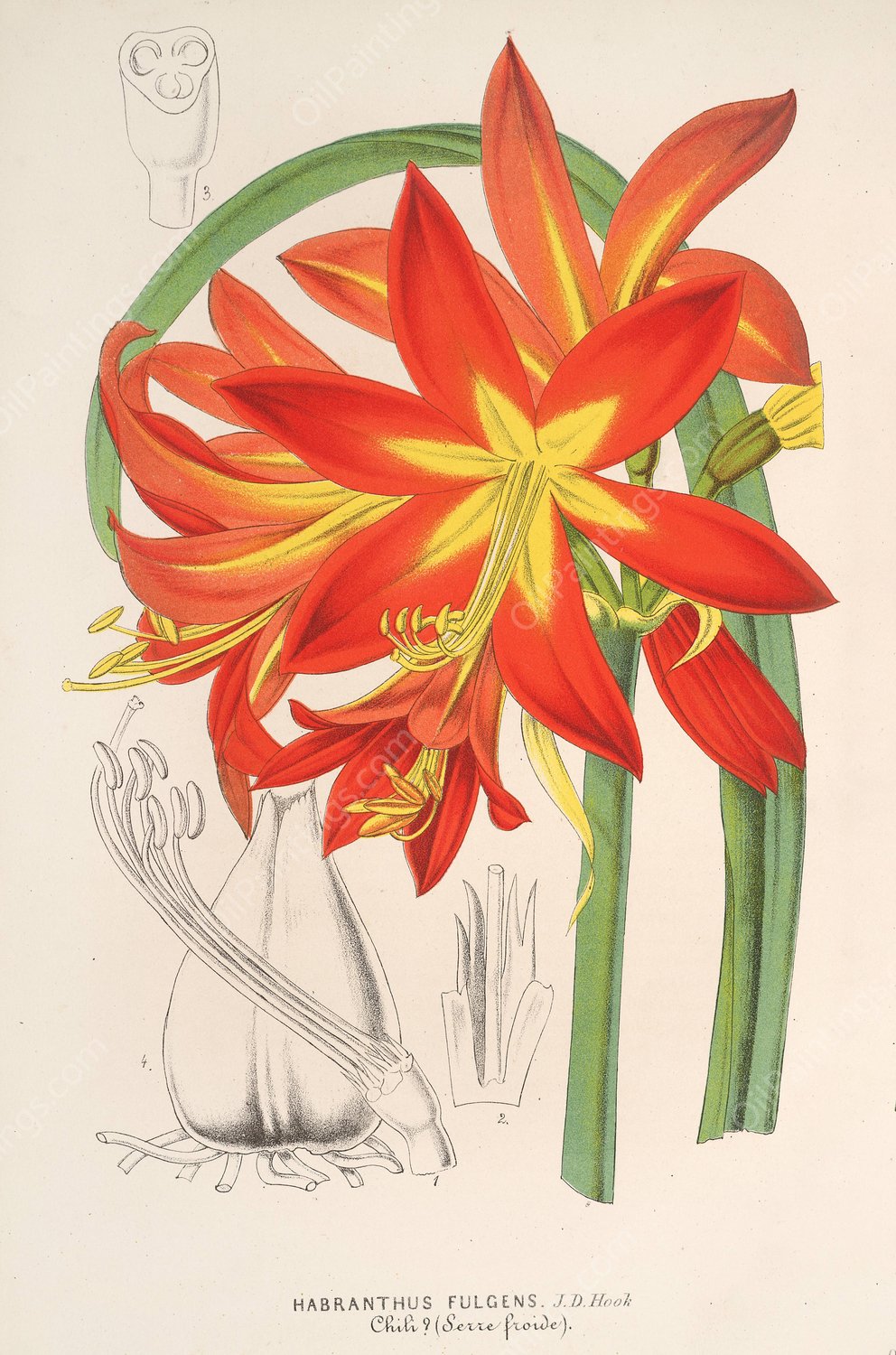 Habranthus fulgens  by Charles Antoine Lemaire - Hand-Painted Oil Painting Reproduction