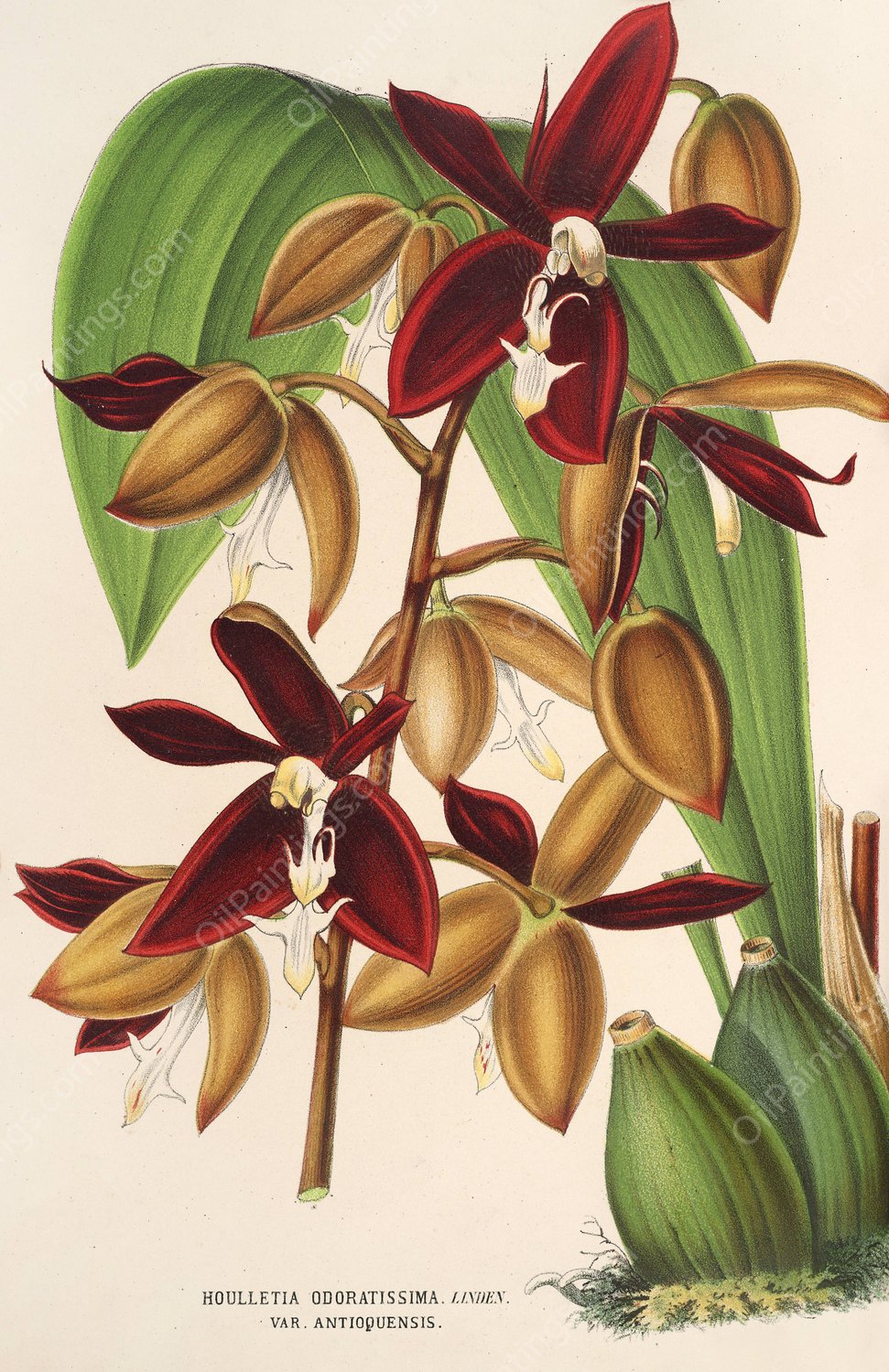 Houlletia odoratissima Antio-quiensis  by Charles Antoine Lemaire - Hand-Painted Oil Painting Reproduction