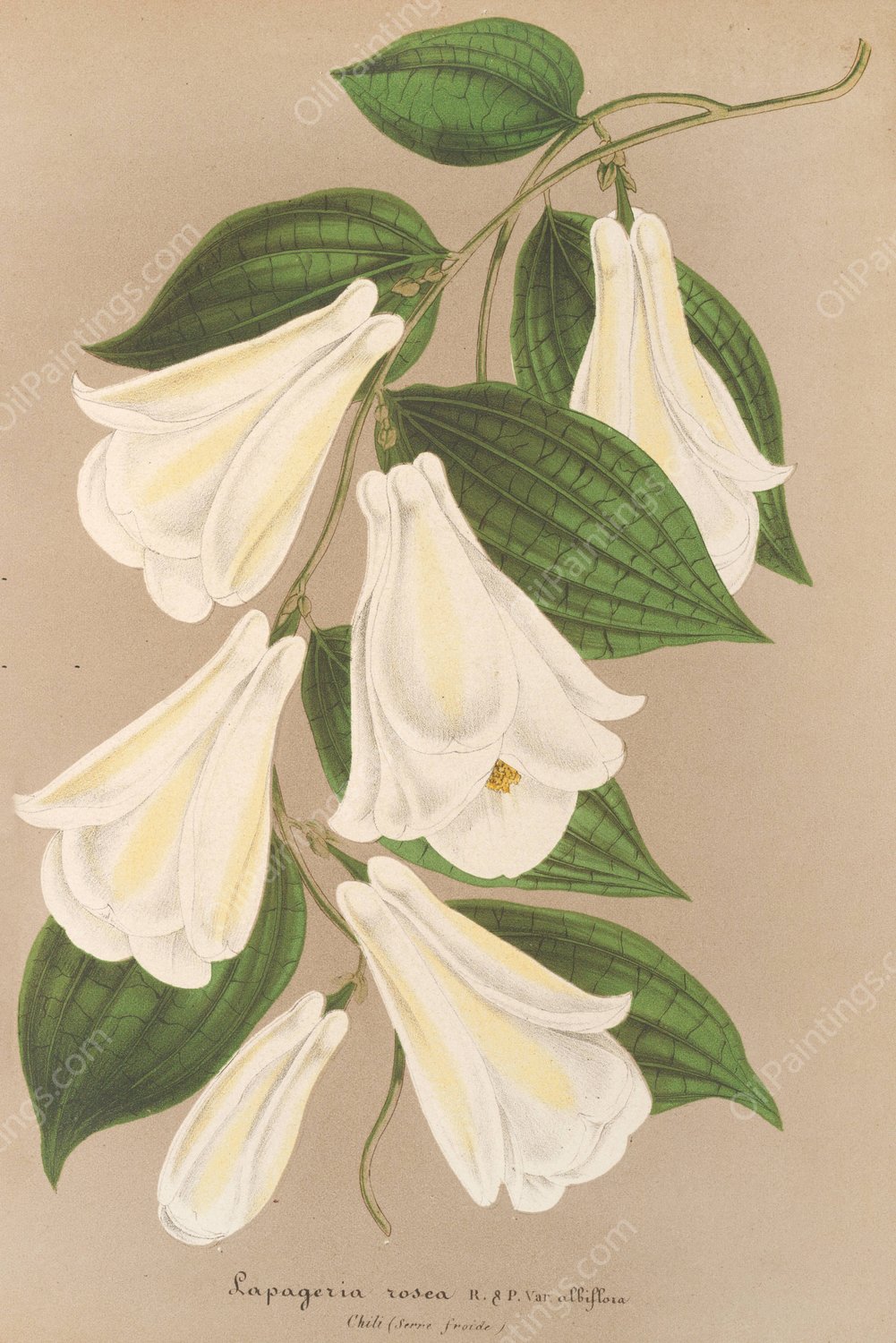 Lapageria rosea R. et.P. var. albiflora  by Charles Antoine Lemaire - Hand-Painted Oil Painting Reproduction