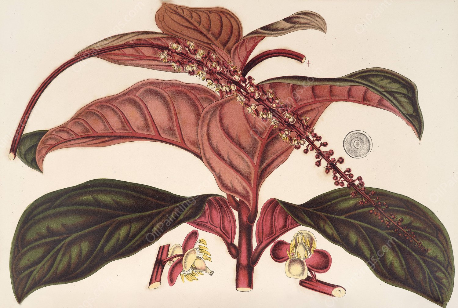 Ledenbergia roseo-aenea  by Charles Antoine Lemaire - Hand-Painted Oil Painting Reproduction