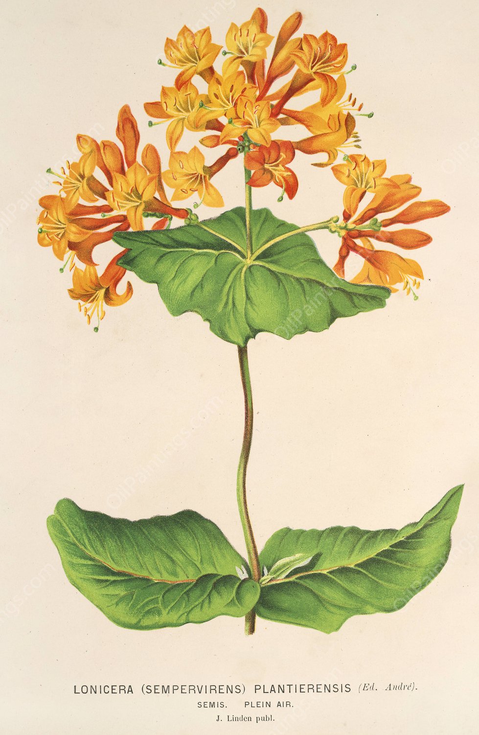 Lonicera  by Charles Antoine Lemaire - Hand-Painted Oil Painting Reproduction