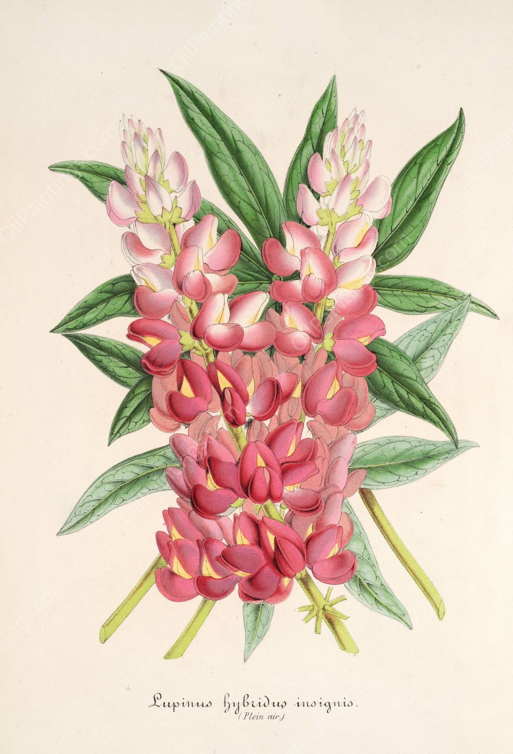 Lupinus insignis  by Charles Antoine Lemaire - Hand-Painted Oil Painting Reproduction