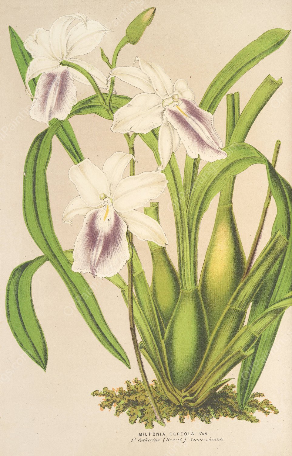 Miltonia cereola  by Charles Antoine Lemaire - Hand-Painted Oil Painting Reproduction
