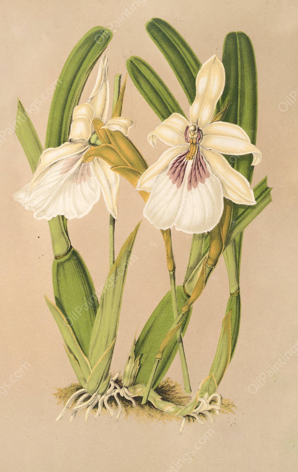 Miltonia spectabilis, var. virginalis  by Charles Antoine Lemaire - Hand-Painted Oil Painting Reproduction