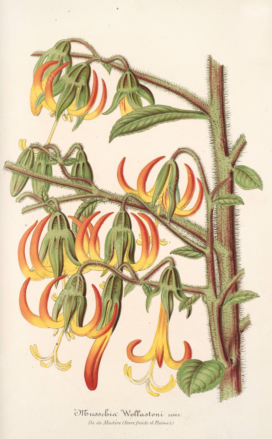 Musschia Wollastoni  by Charles Antoine Lemaire - Hand-Painted Oil Painting Reproduction