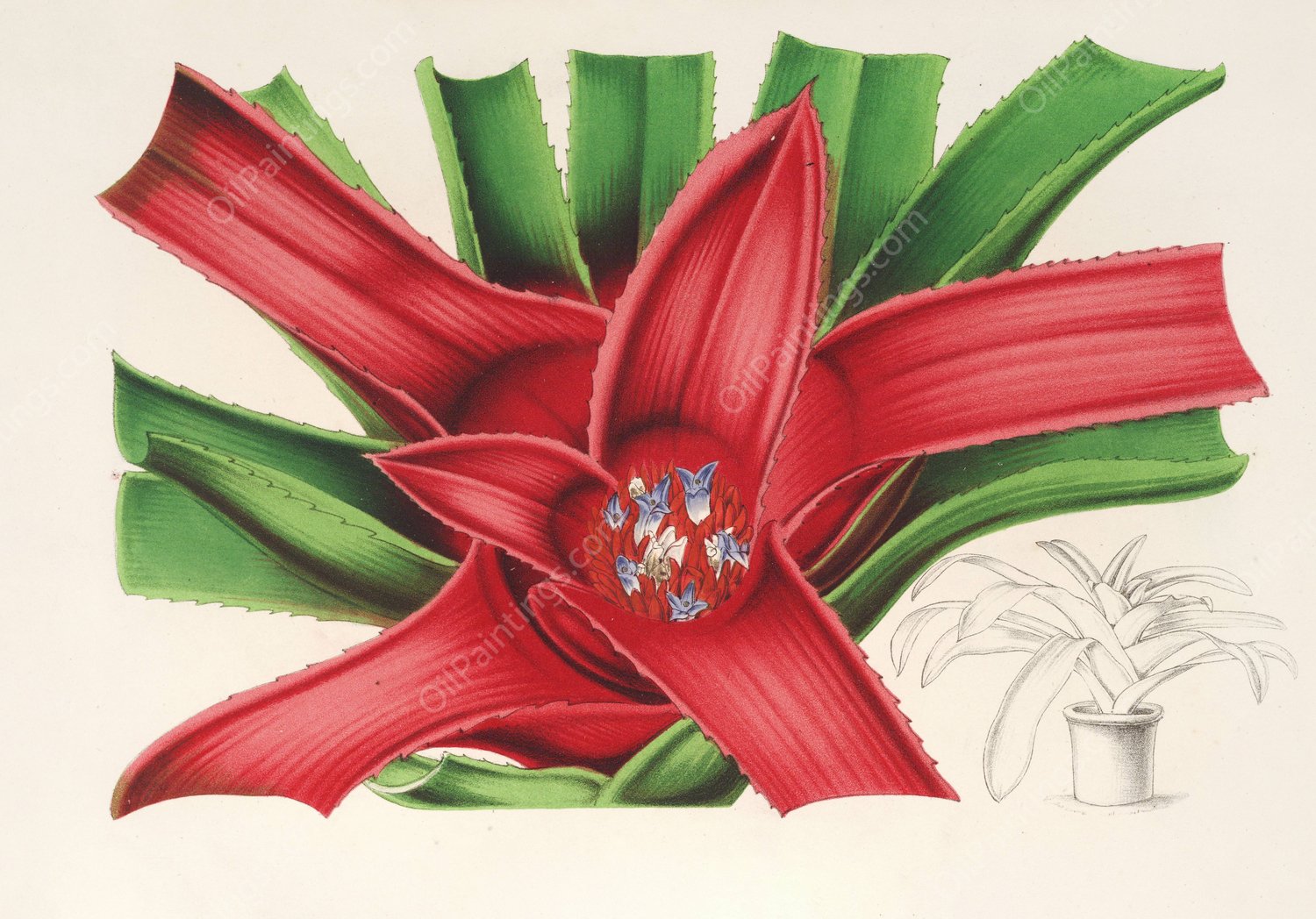 Nidularium Meyendorffii  by Charles Antoine Lemaire - Hand-Painted Oil Painting Reproduction