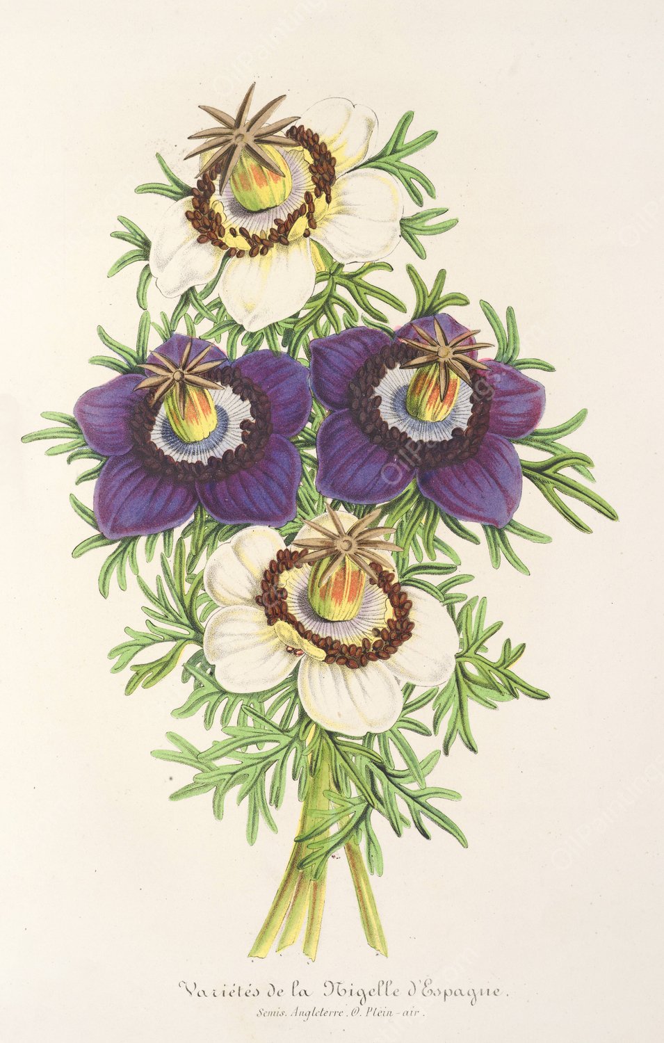 Nigella Hispanica  by Charles Antoine Lemaire - Hand-Painted Oil Painting Reproduction