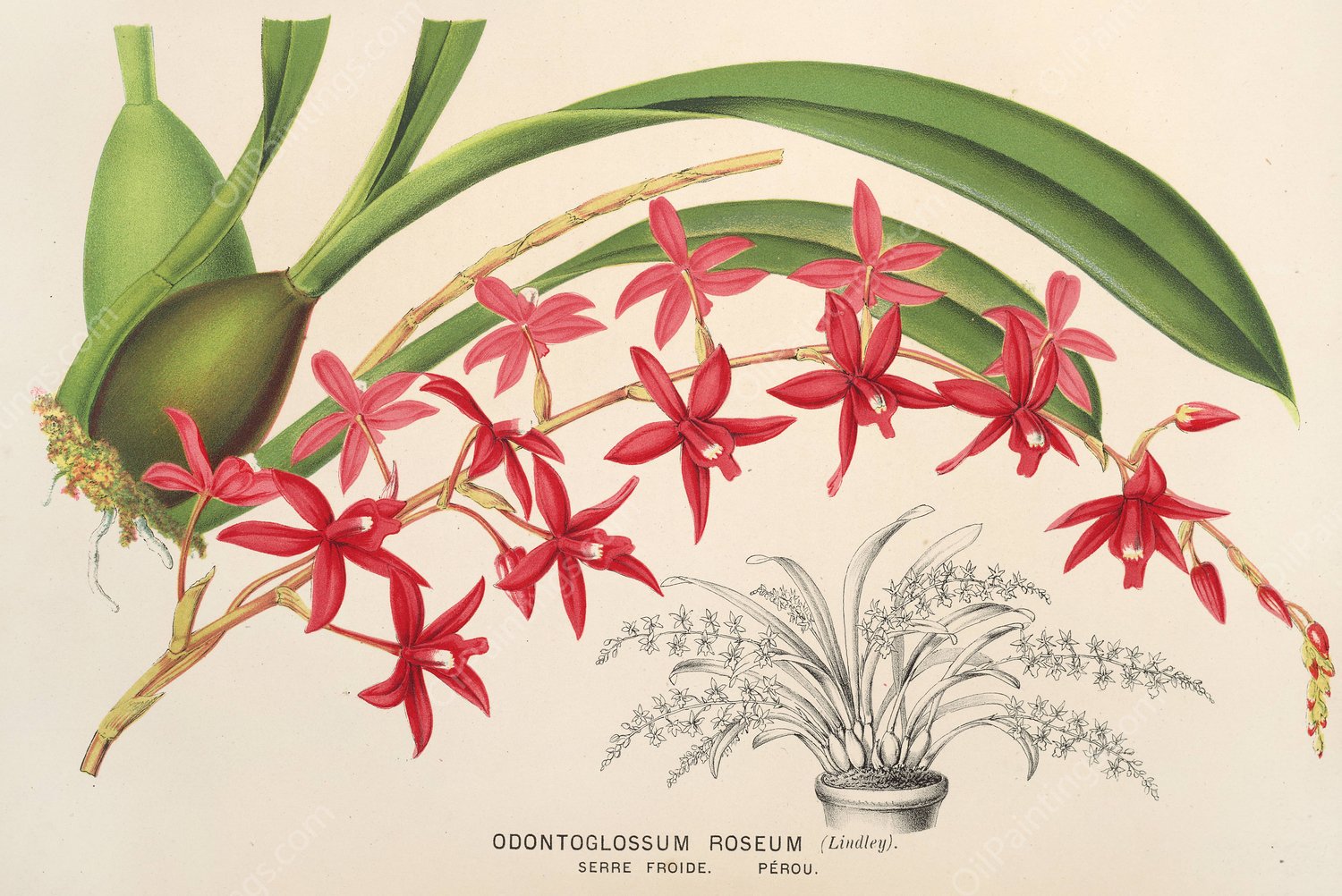Odontoglossum roseum  by Charles Antoine Lemaire - Hand-Painted Oil Painting Reproduction