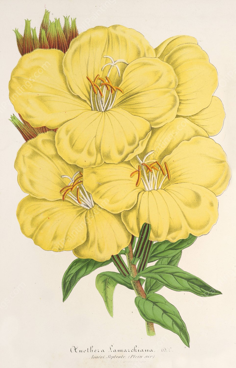 OEnothera Lamarckiana  by Charles Antoine Lemaire - Hand-Painted Oil Painting Reproduction