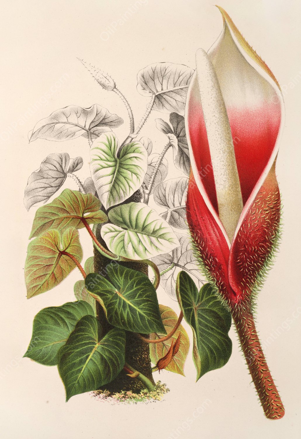 Philodendron Daguense  by Charles Antoine Lemaire - Hand-Painted Oil Painting Reproduction
