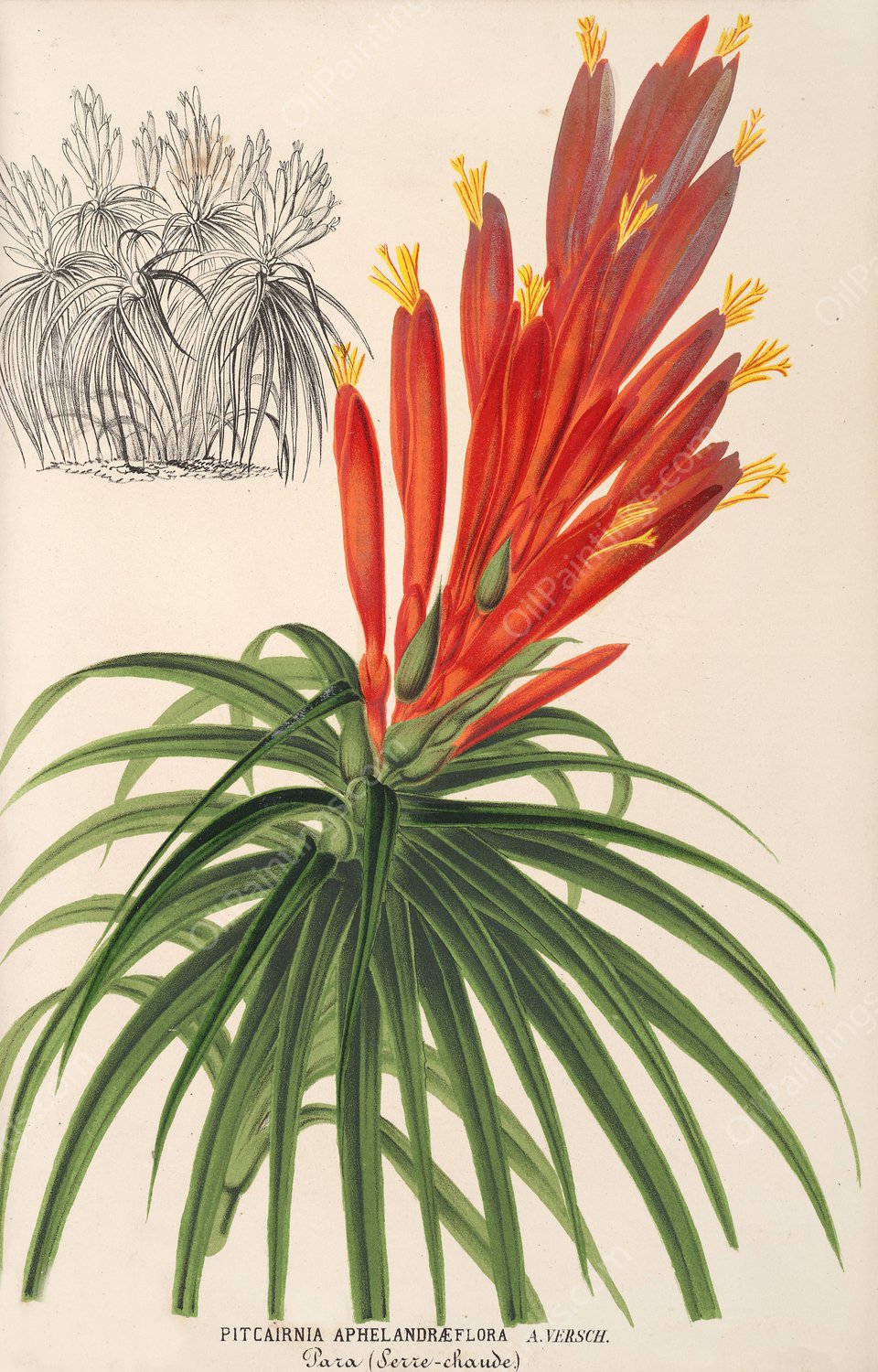Pitcairnia aphelandraeflora  by Charles Antoine Lemaire - Hand-Painted Oil Painting Reproduction