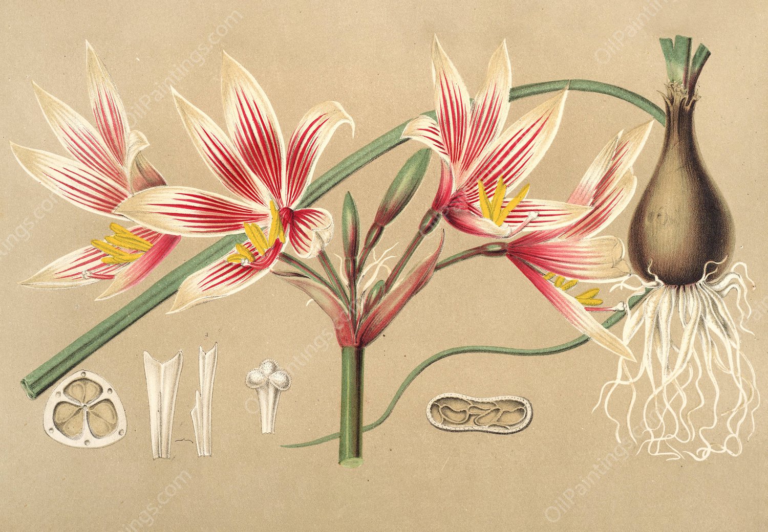 Placea grandiflora  by Charles Antoine Lemaire - Hand-Painted Oil Painting Reproduction