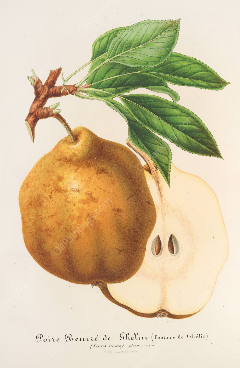 Poire Beurre de Ghelin  by Charles Antoine Lemaire - Hand-Painted Oil Painting Reproduction