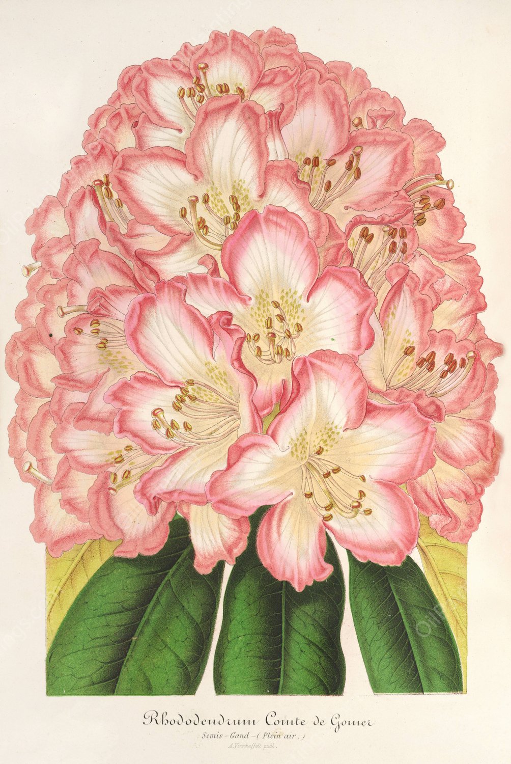 Rhododendrum Comte de Gomer  by Charles Antoine Lemaire - Hand-Painted Oil Painting Reproduction