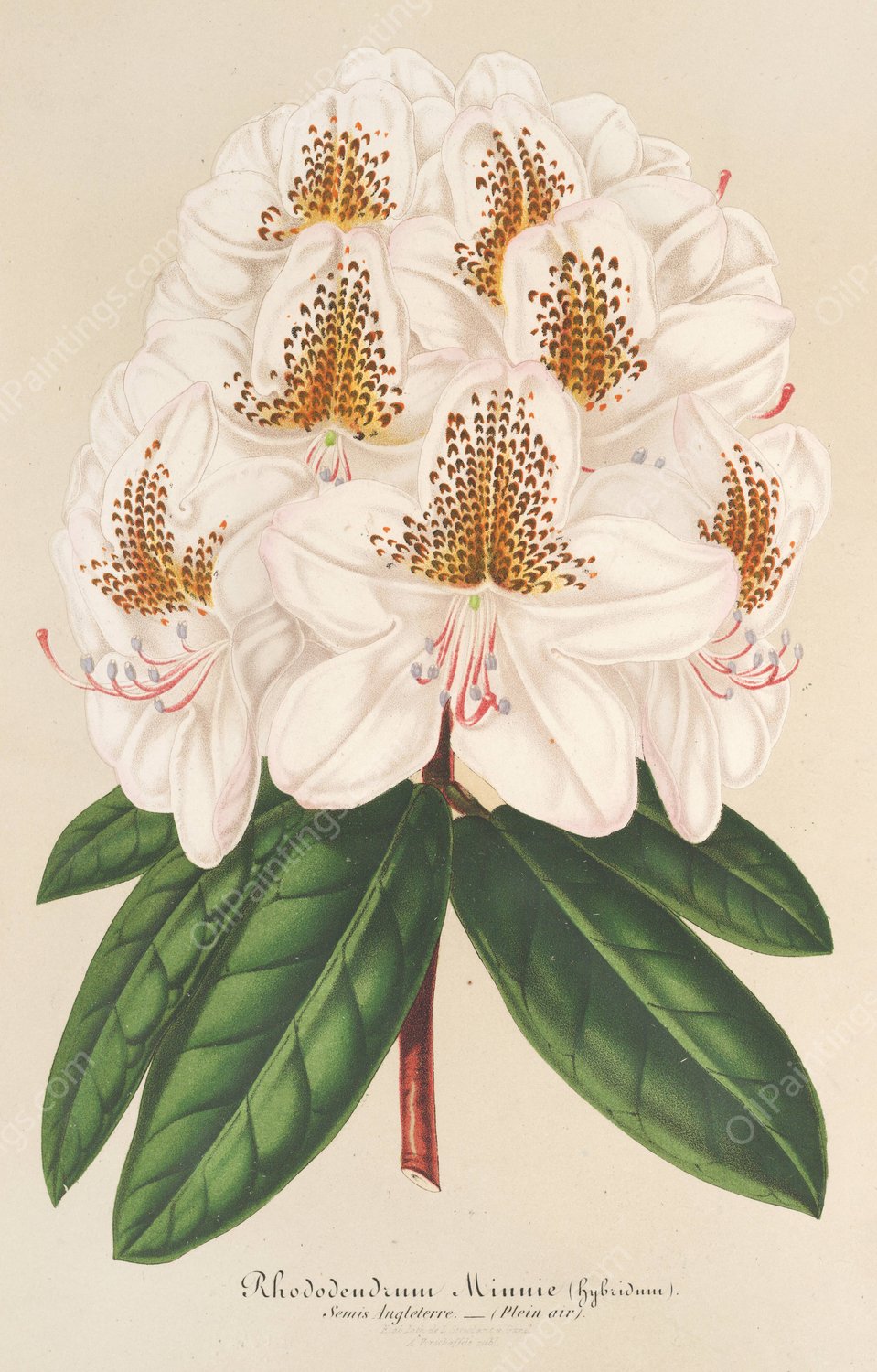 Rhododendrum Minnie  by Charles Antoine Lemaire - Hand-Painted Oil Painting Reproduction