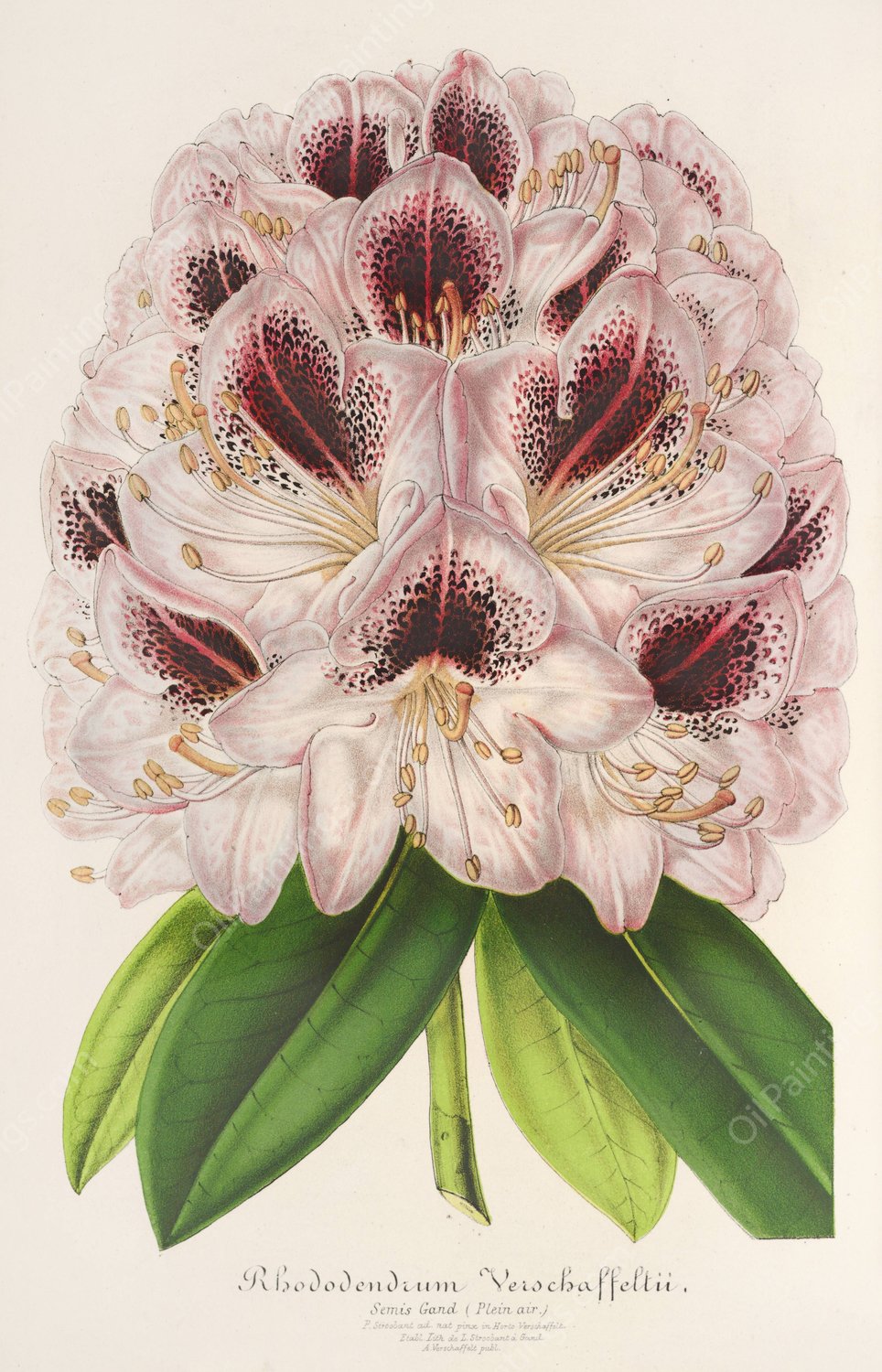 Rhododendrum Verschaffeltii  by Charles Antoine Lemaire - Hand-Painted Oil Painting Reproduction