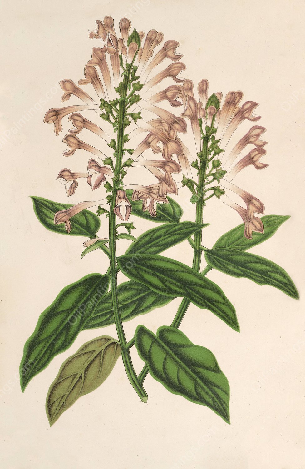 Scutellaria albo-rosea  by Charles Antoine Lemaire - Hand-Painted Oil Painting Reproduction