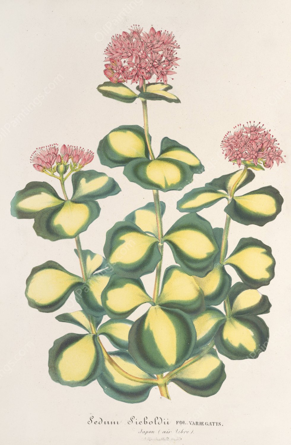 Sedum Sieboldii  by Charles Antoine Lemaire - Hand-Painted Oil Painting Reproduction