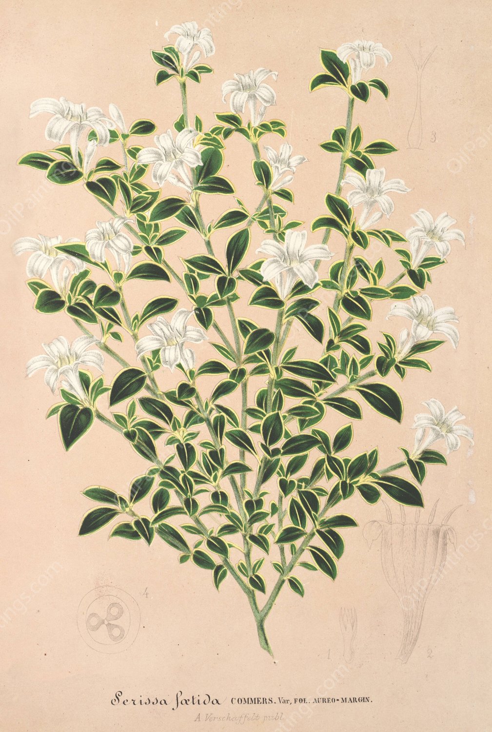 Serissa foetida  by Charles Antoine Lemaire - Hand-Painted Oil Painting Reproduction