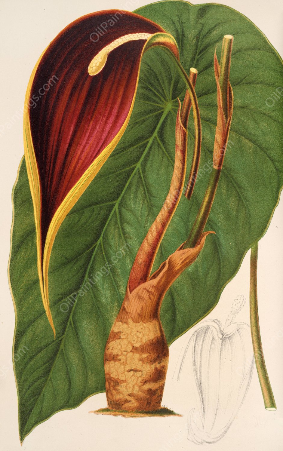 Steudnera colocasiofolia  by Charles Antoine Lemaire - Hand-Painted Oil Painting Reproduction