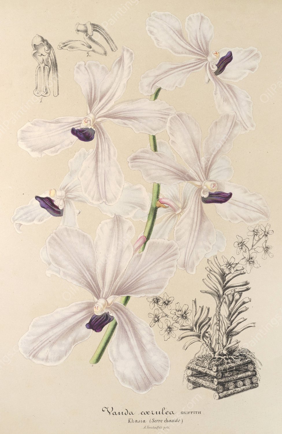 Vanda caerulea  by Charles Antoine Lemaire - Hand-Painted Oil Painting Reproduction