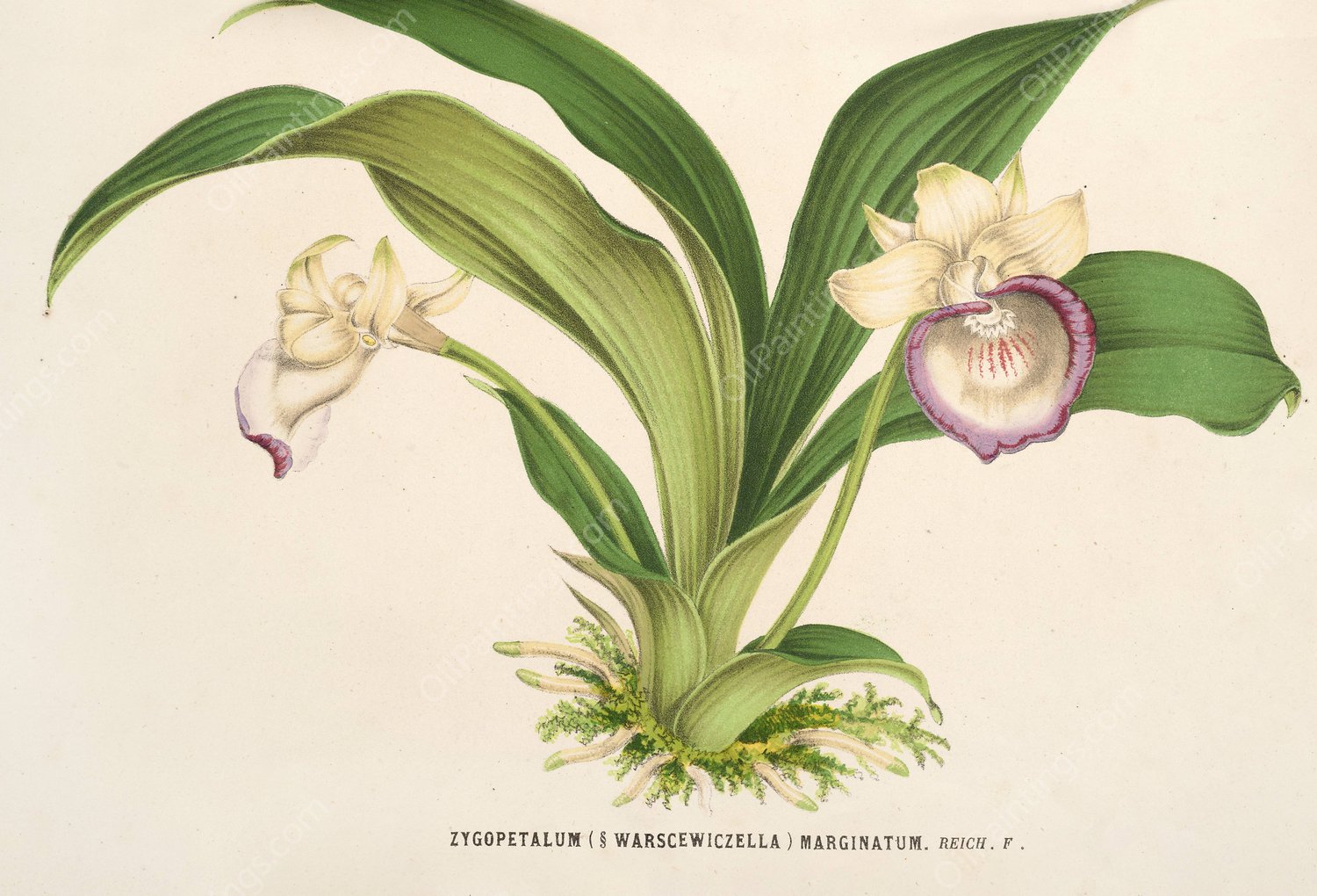 Zygopetalum  by Charles Antoine Lemaire - Hand-Painted Oil Painting Reproduction
