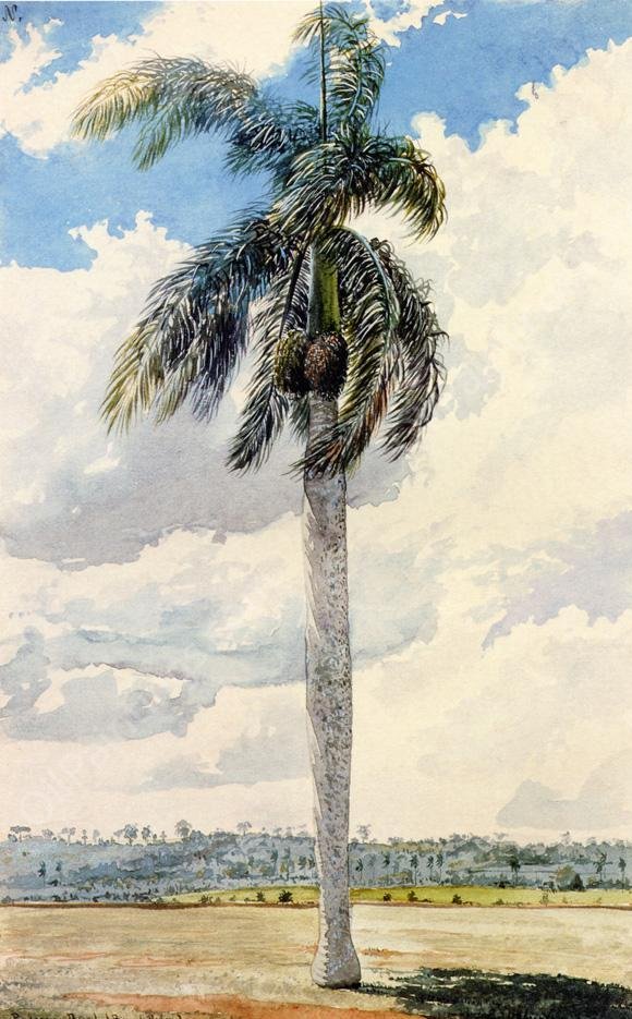 Royal Palm by Charles De Wolf Brownell - Hand-Painted Oil Painting Reproduction