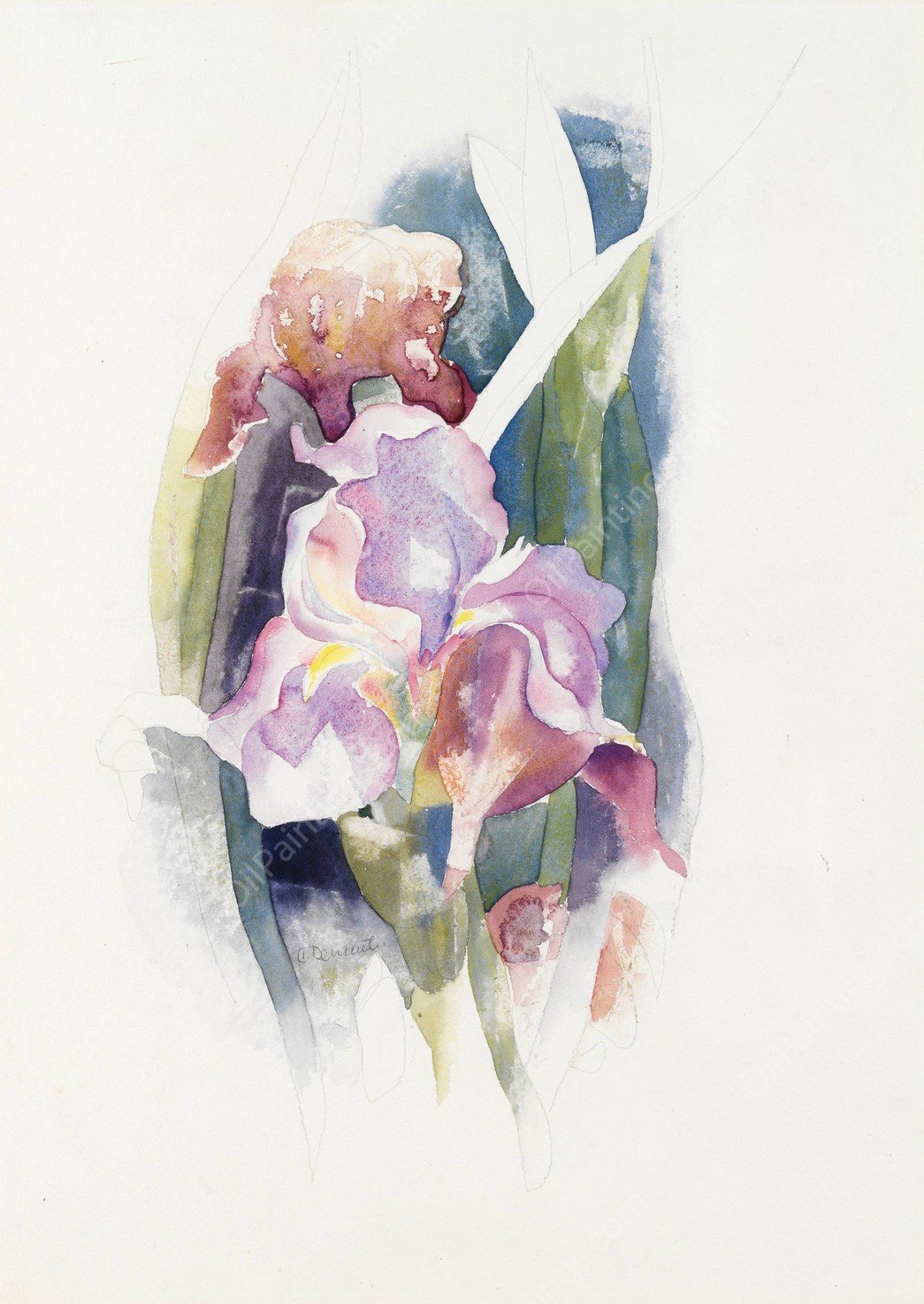 Purple Iris  by Charles Demuth - Hand-Painted Oil Painting Reproduction