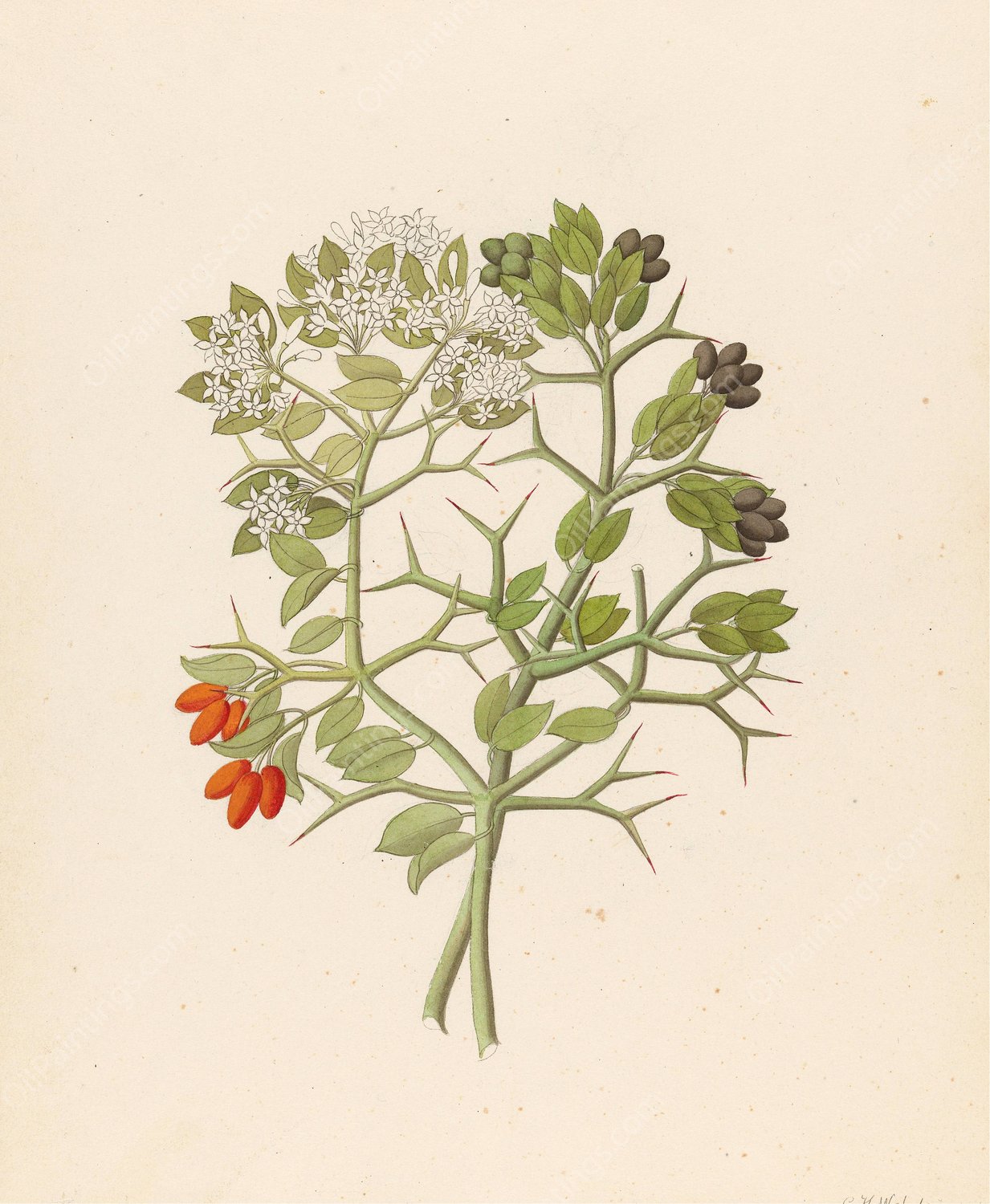 2 species of Carisfa arduina (Carissa haematocarpa)  by Clemenz Heinrich Wehdemann - Hand-Painted Oil Painting Reproduction