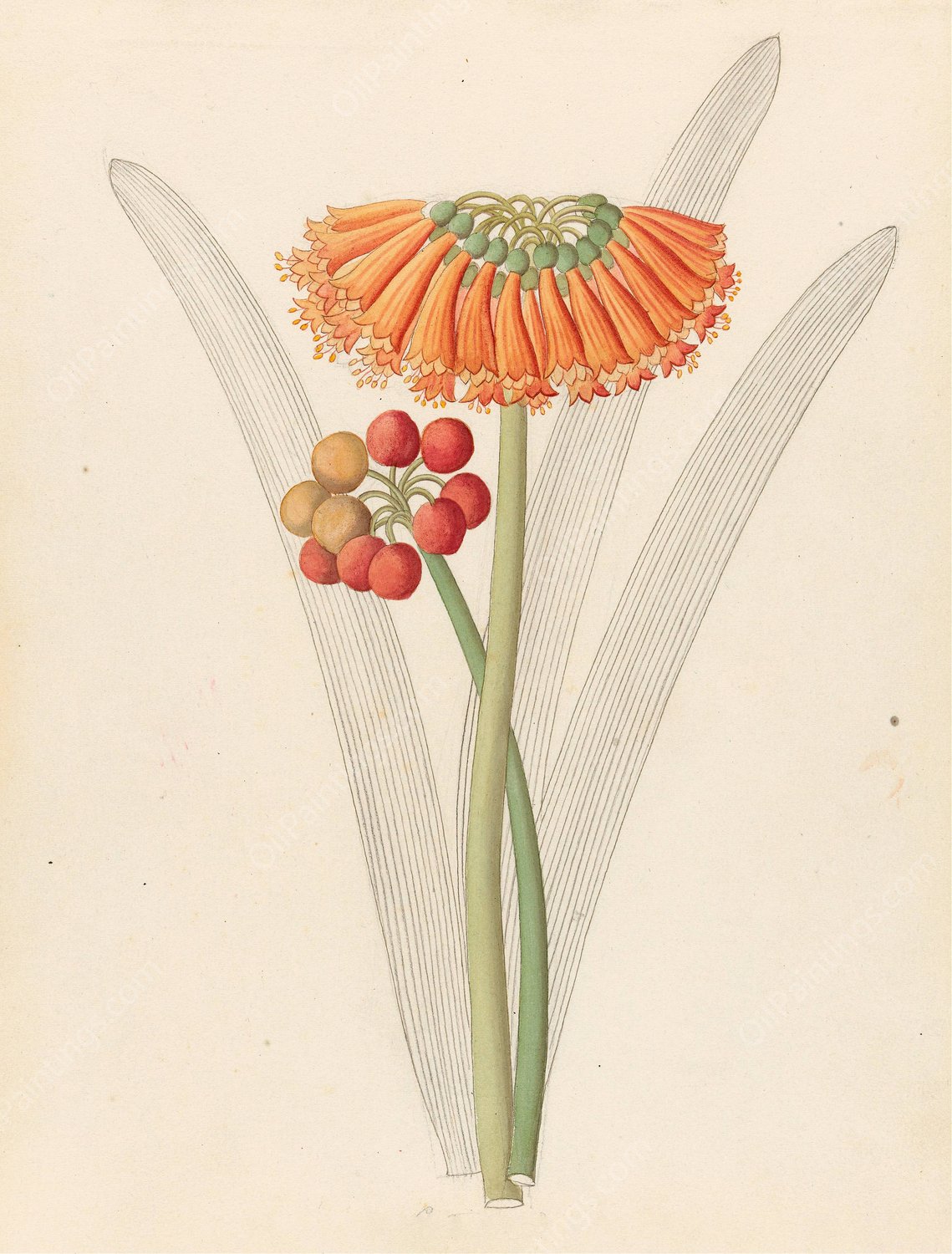 Cyrtanthus (Clivia nobilis)  by Clemenz Heinrich Wehdemann - Hand-Painted Oil Painting Reproduction
