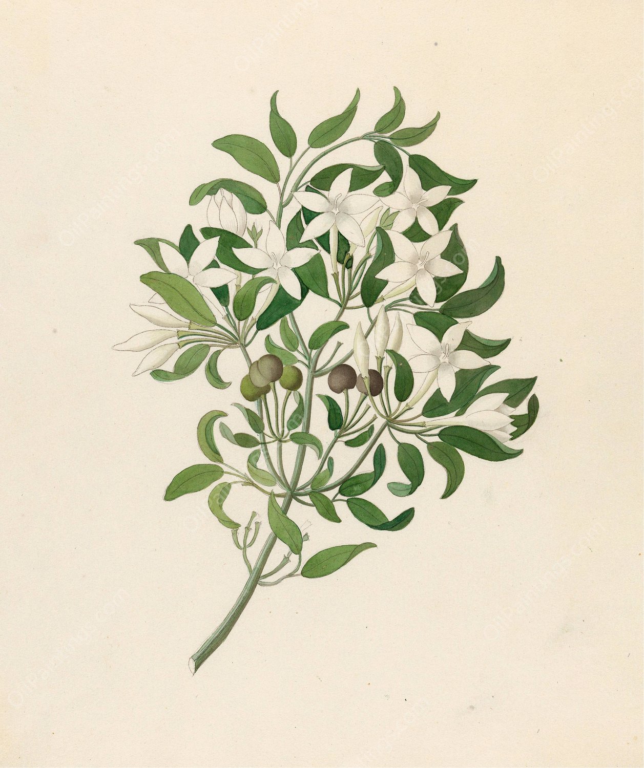 Jasminum angulare  by Clemenz Heinrich Wehdemann - Hand-Painted Oil Painting Reproduction