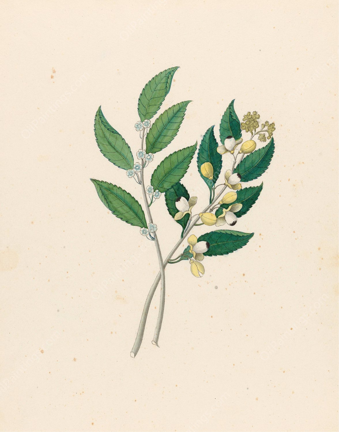 Rhamnus (Curtisia dentata)  by Clemenz Heinrich Wehdemann - Hand-Painted Oil Painting Reproduction