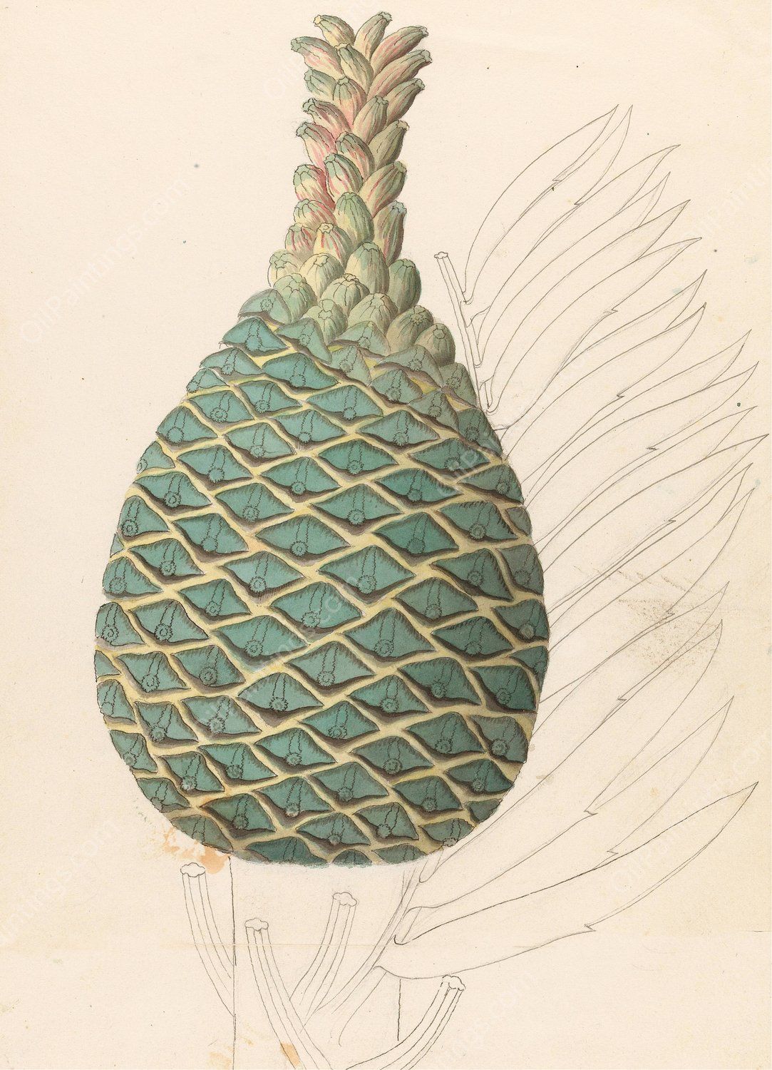 Zamia caffra (Encephalartos altensteinii female cone)  by Clemenz Heinrich Wehdemann - Hand-Painted Oil Painting Reproduction