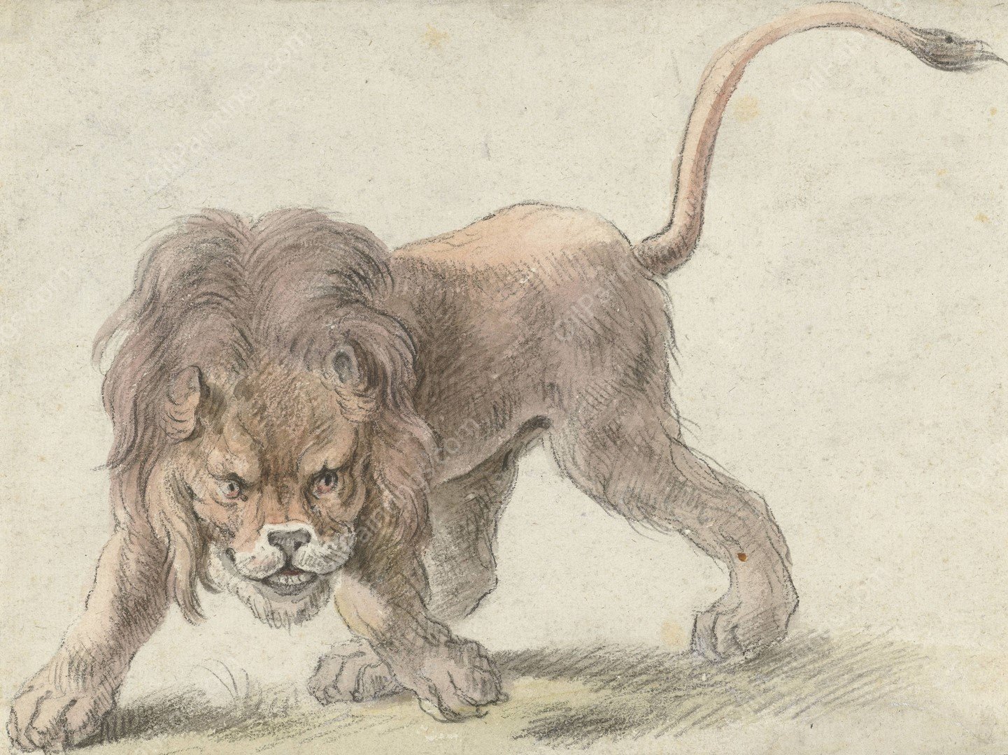 Lion  by Cornelis Saftleven - Hand-Painted Oil Painting Reproduction