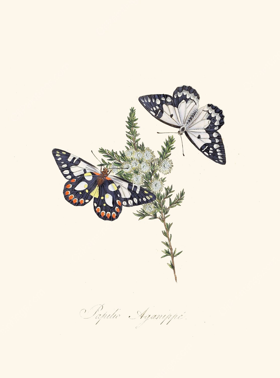 An epitome of the natural history of the insects of New Holland, New Zealand Pl.28  by Edward Donovan - Hand-Painted Oil Painting Reproduction