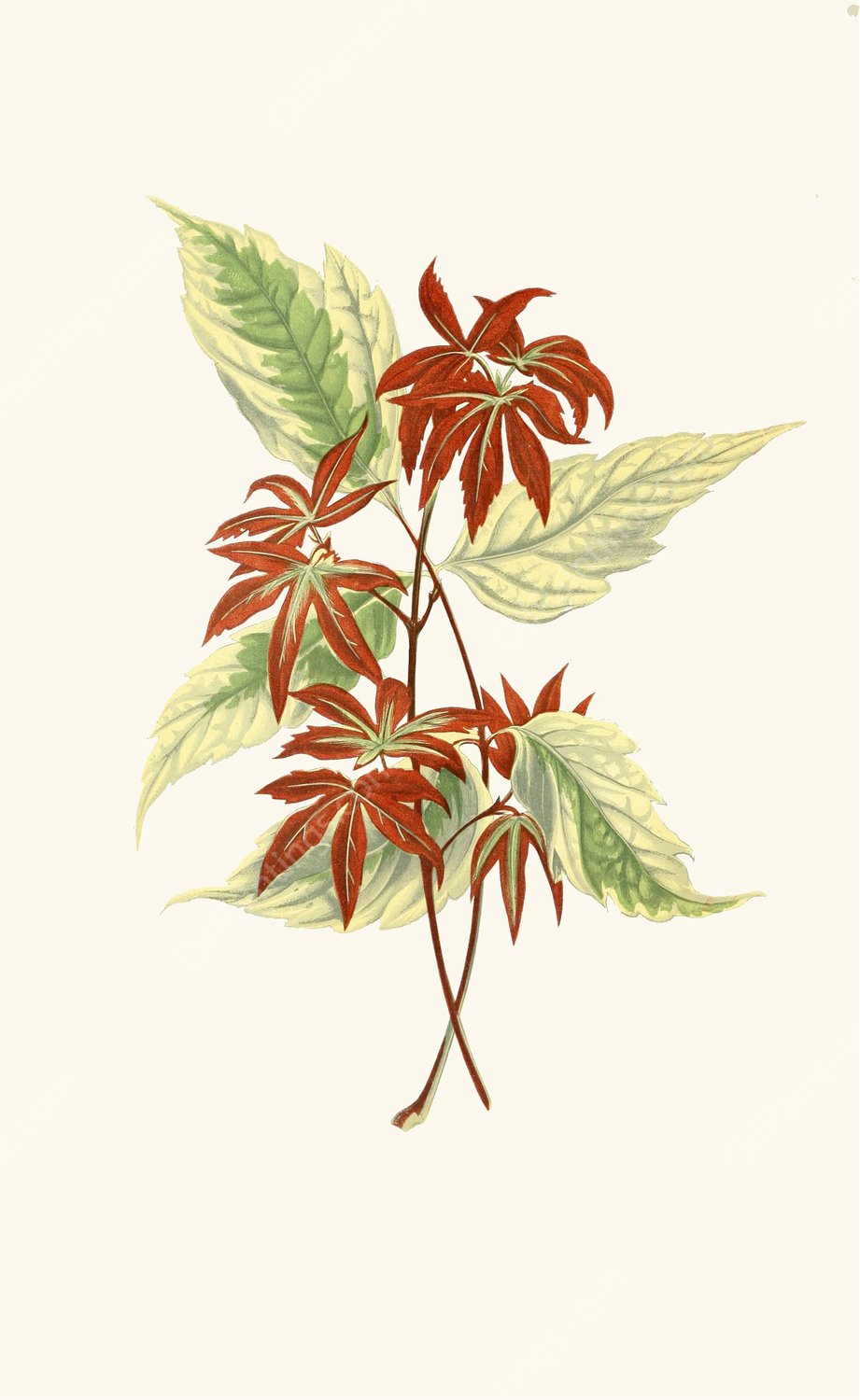 Acer Negundo  by Edward Joseph Lowe - Hand-Painted Oil Painting Reproduction