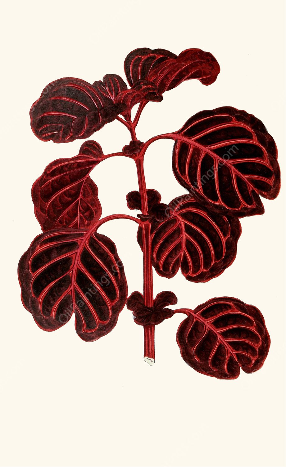 Achyranthes Verschaffeltii  by Edward Joseph Lowe - Hand-Painted Oil Painting Reproduction