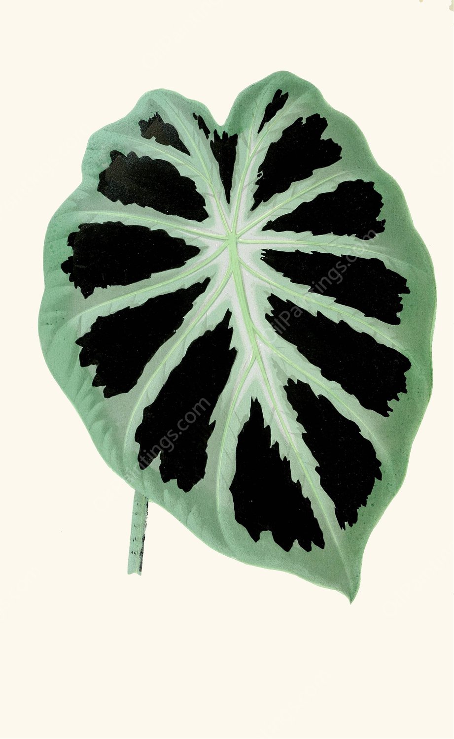 Alocasia Jenningsii  by Edward Joseph Lowe - Hand-Painted Oil Painting Reproduction
