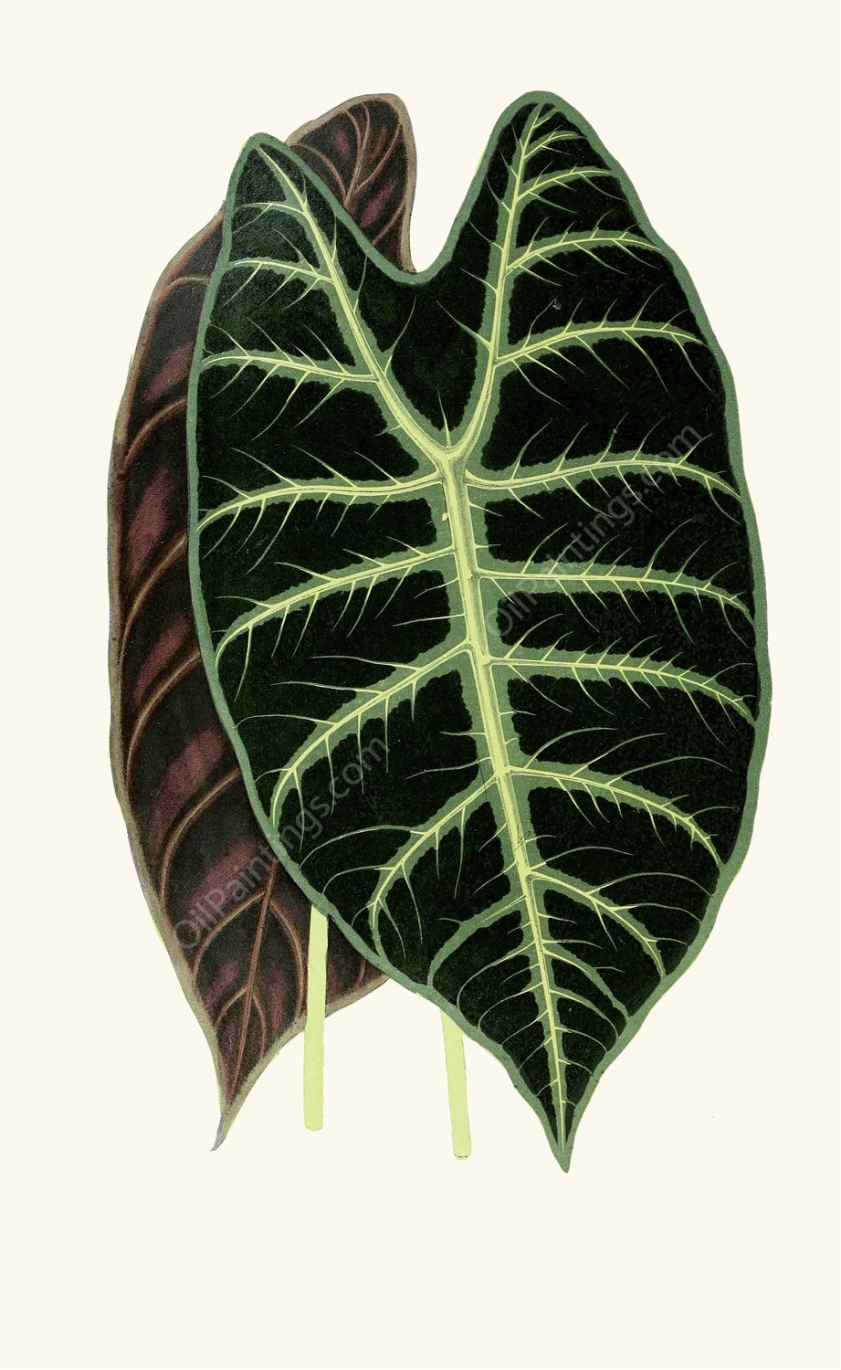 Alocasia Lowii  by Edward Joseph Lowe - Hand-Painted Oil Painting Reproduction